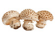 Hedgehog Mushrooms Isolated on a Transparent Background