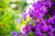Floral Elegance: Stunning Clematis Blooms in Full Splendor