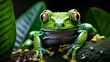 green tree frog, Phyllomedusidae Amphibian, Natures