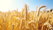 Gros plan, zoom macro sur des brins de blé. Champs de blé. Arrière-plan de flou. Nature, agriculture, céréales. Pour conception et création graphique.
