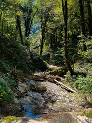 Wall Mural - A tranquil woodland streambed with sunlit trees, rocks, and fallen logs captures the essence of untouched nature