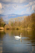 Swan in Brivio, Adda river
