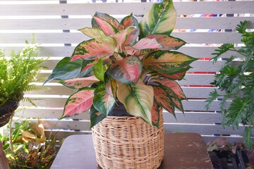 Wall Mural - Pink leaf aglaonema plant growing in rattan basket isolated on white background