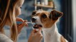 Photo a woman brushing the teeth of her jack russell terrier dog, taking care of the oral health of her pet