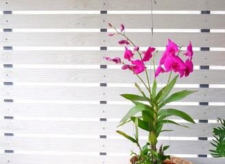 Wall Mural - Pink orchid flowers on beautiful white wooden background.