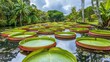Huge Victoria Amazonica water lily leaves which can reach two meters in diameter floating on the pond in Sir Seewoosagur Ramgoolam Botanical Garden Pamplemousses Park Port Louis, Mauritius Island.