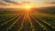 A field of grape vines with the sun setting in the background. The sun is setting behind the hills and the sky is a mix of orange and pink. The vineyard is lush and green