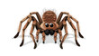 Cute tarantula cartoon on white background flat vector