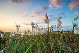 Fototapeta  - sunset over swamp with cotton grass