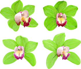 Wall Mural - Vector orchid, bright, colorful flower. Set of tropical flowers