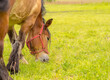 Koń jedzący soczystą trawę i aromatyczne zioła. Pełnia wiosny na trawiastym biegu dla koni na dużej łące obok lasu.