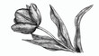 Hand drawn vector tulip flower illustration. vintage background
