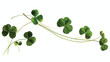 Illustration stylization of a clover twig with 4 leave