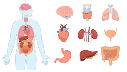 Sticker - Hand drawn flat organ icon illustrations with a human body and organ systems