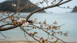 海外線の桜と蕾