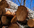 Autumn's Archive: Cut Logs Against a Blue Sky