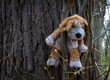 Forgotten Companion: The Stuffed Sentinel of the Woods