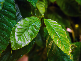 Wall Mural - Close up of Green coffee leaf background,coffee tree