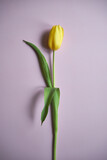Fototapeta Kwiaty - żółty tulipan na różowym tle 