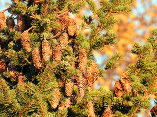 Wall Mural - bunch of brown pine cones on the top of the pine tree in sunlight      