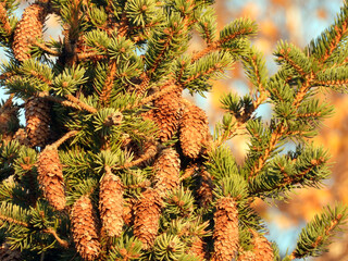 Wall Mural - bunch of brown pine cones on the top of the pine tree in sunlight      