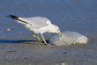 Ring-billed Gull (Larus delawarensis) eating a dead Cannonball jellyfish (Stomolophus meleagris) at the ocean coast, Galveston, Texas, USA.