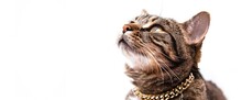 Close Up Of Cat Wearing Golden Necklace And Looking Up On A White Background