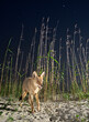 Coyote (Canis latrans) with open mouth on sand dune at night under starry sky, Galveston, Texas.