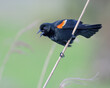 Male red-winged blackbird (Agelaius phoeniceus) singing, Galveston, Texas, USA.