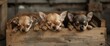 Three little , lovely, cute domestic breed mammal chihuahua puppies friends sitting and lying on wooden vintage box. Pets indoor together sleeping together. Pathetic soft portrait. Happy dog family.