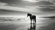 Lone horse Silhouetted on a sunset beach, black and white