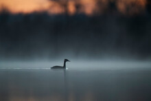 Misty Morning With A Great Crested Grebe On Tranquil Water