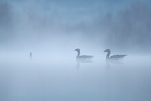 Misty Lake With Common Goose And Grebe Silhouettes