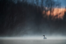 Misty Dawn With A Great Crested Grebe On Tranquil Water.