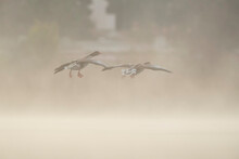 Two common geese, known as ansares comunes in Spanish, descend gracefully over a fog-laden marsh at dawn