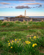 Daffodils above St Mary's Lighthouse, on the small rocky St Mary's Island, just north of Whitley Bay on the North East coast of England