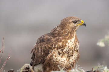 Wall Mural - Beautiful close-up portrait of a Buzzard with bright plumage looking laterally with vegetation on the sides out of focus on a day of dense fog in Spain, Europe