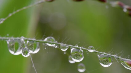 Poster - Super macro shot of water drops on blade of grass. Wet grass with rain drops in rainy day