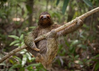 Poster - Three-toed sloth in the rainforest of Costa Rica 