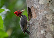 Pale-billed woodpecker building a nesting hole in Costa Rica