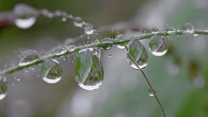 Poster - Drops of dew on grass early in the morning. Supermacro of waterdrops on grass in the field. Rainy weather