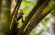 A capuchin monkey in Costa Rica