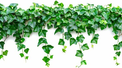 Poster - The bush grape or three-leaf wild vine cayratia (Cayratia trifolia) liana ivy plant bush, nature frame jungle border background, clipping path shown.
