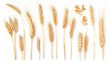 Poster - Package design element with clipping path of wheat ears or heads isolated on white background
