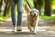 Owner walking with golden retriever dog together in park outdoors, Adorable domestic pet.