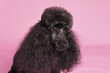 Black standard poodle portrait. Purebred dog in studio. Headshot on a pink background. 