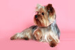 Yorkshire terrier dog photographed in studio. Little groomed yorkie portrait. 