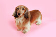 dog, dachshund, pet, canine, animal, breed, purebred, longhair, longhair dachshund, doggy, portrait, 