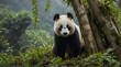 Gourmet Grub Pandas Bamboo Bonanza