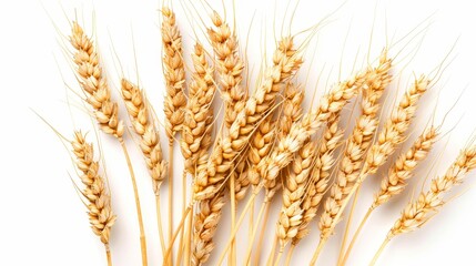 Poster - An illustration of horizontal wheat ears on a white background for a package design